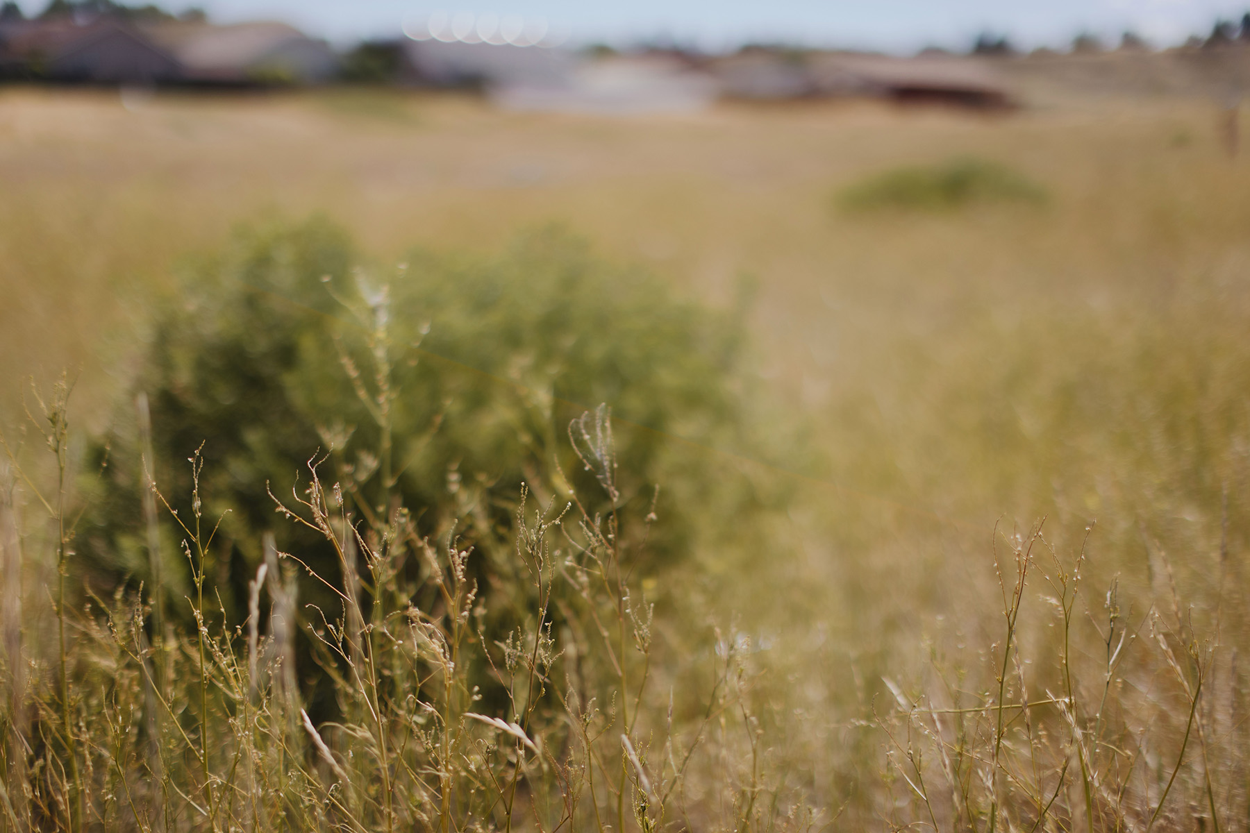 grassy plains and bush